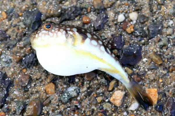 Can I eat fish maw after intestinal polyp surgery?