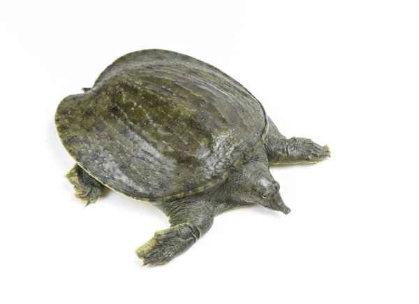 Can you eat turtle soup if you have intestinal polyps?